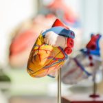 Mitral Kapak Kaçağı ve Yetersizliği: Tedavi Yöntemleri ve Nedenleri