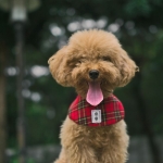 İzmir’de Toy Poodle Sahiplenmenin Güvenilir Adresi