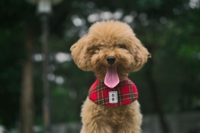 toy poodle (2)
