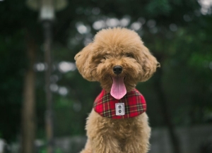 toy poodle (2)