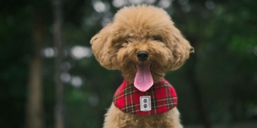 toy poodle (2)