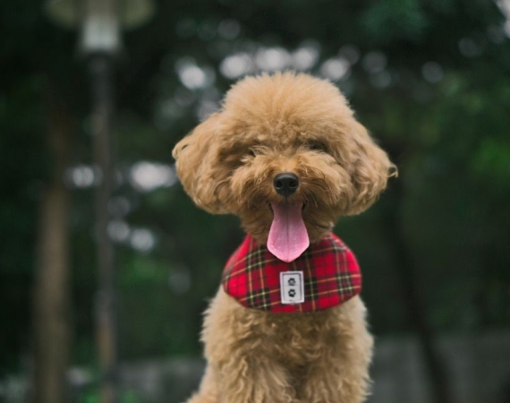toy poodle (2)